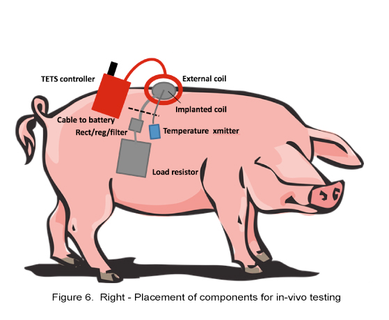 figure 6b pig animation with placement of components for in vivo testing