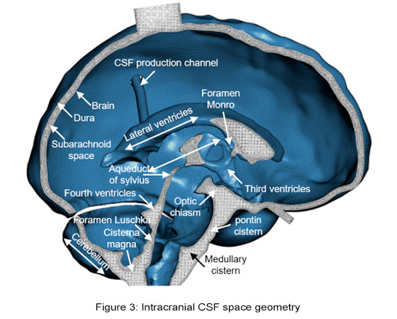 intracranial csf space geometry diagram
