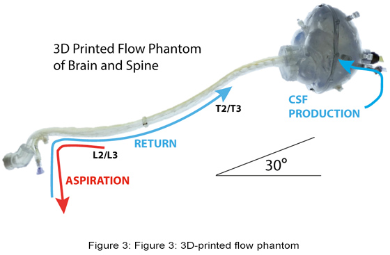 人体模型 脳脊髄循環Cerebrospinal FluidCirculation - メルカリ